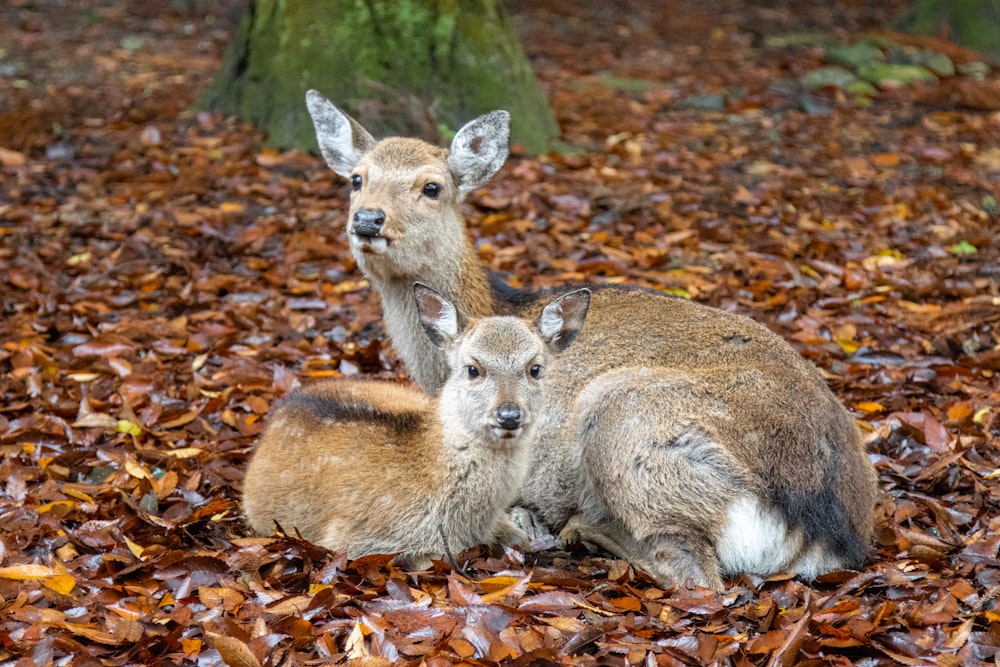 a couple of deer laying on top of a pile of leaves