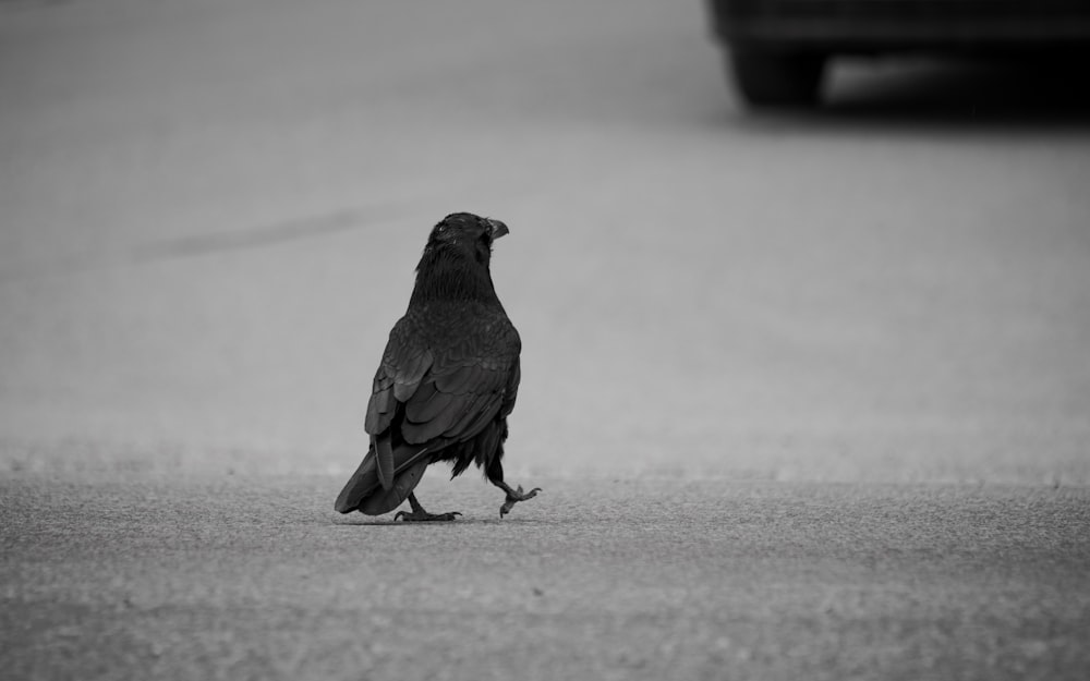 a black bird walking across a street next to a car