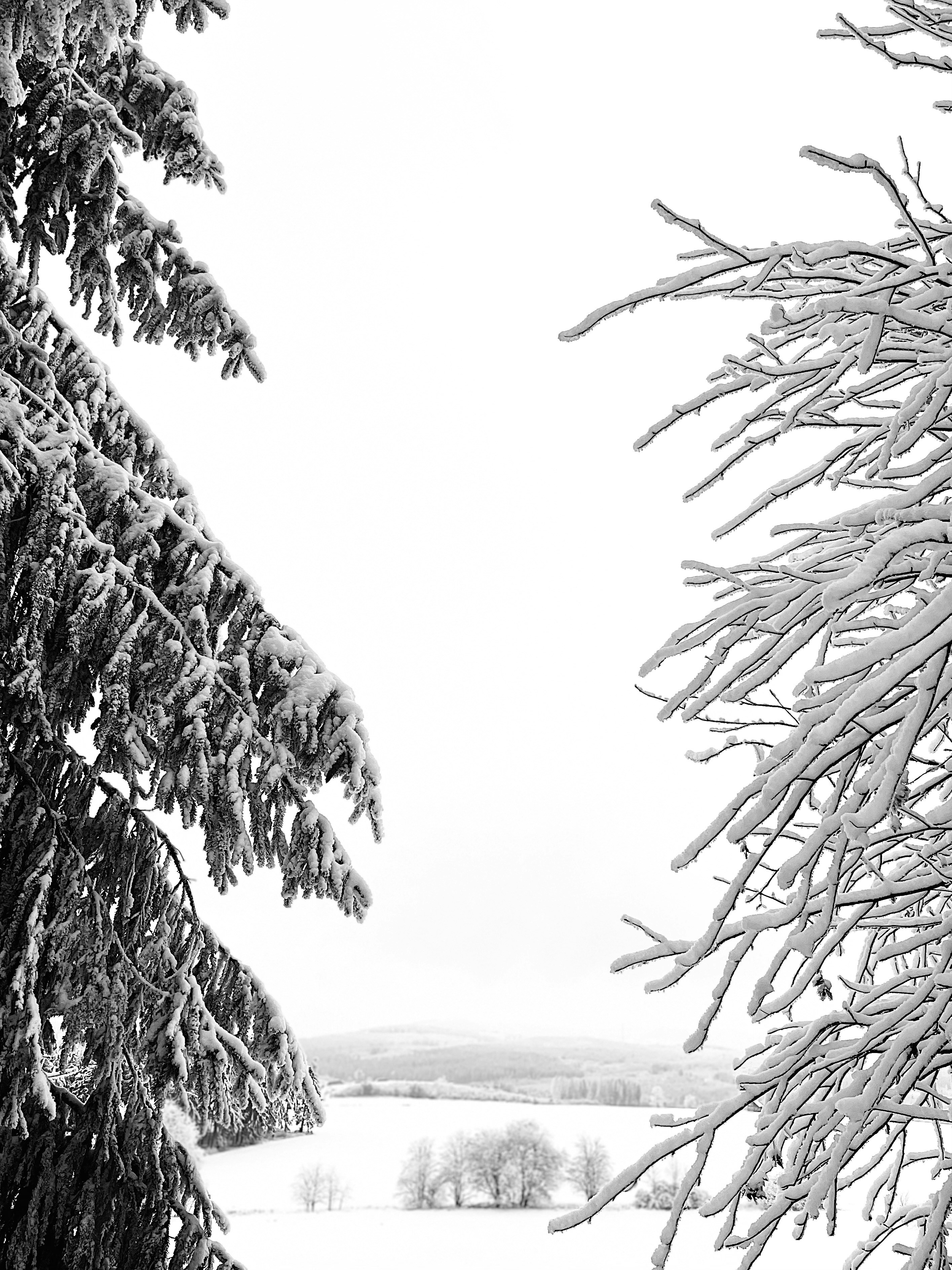 a black and white photo of snow covered trees