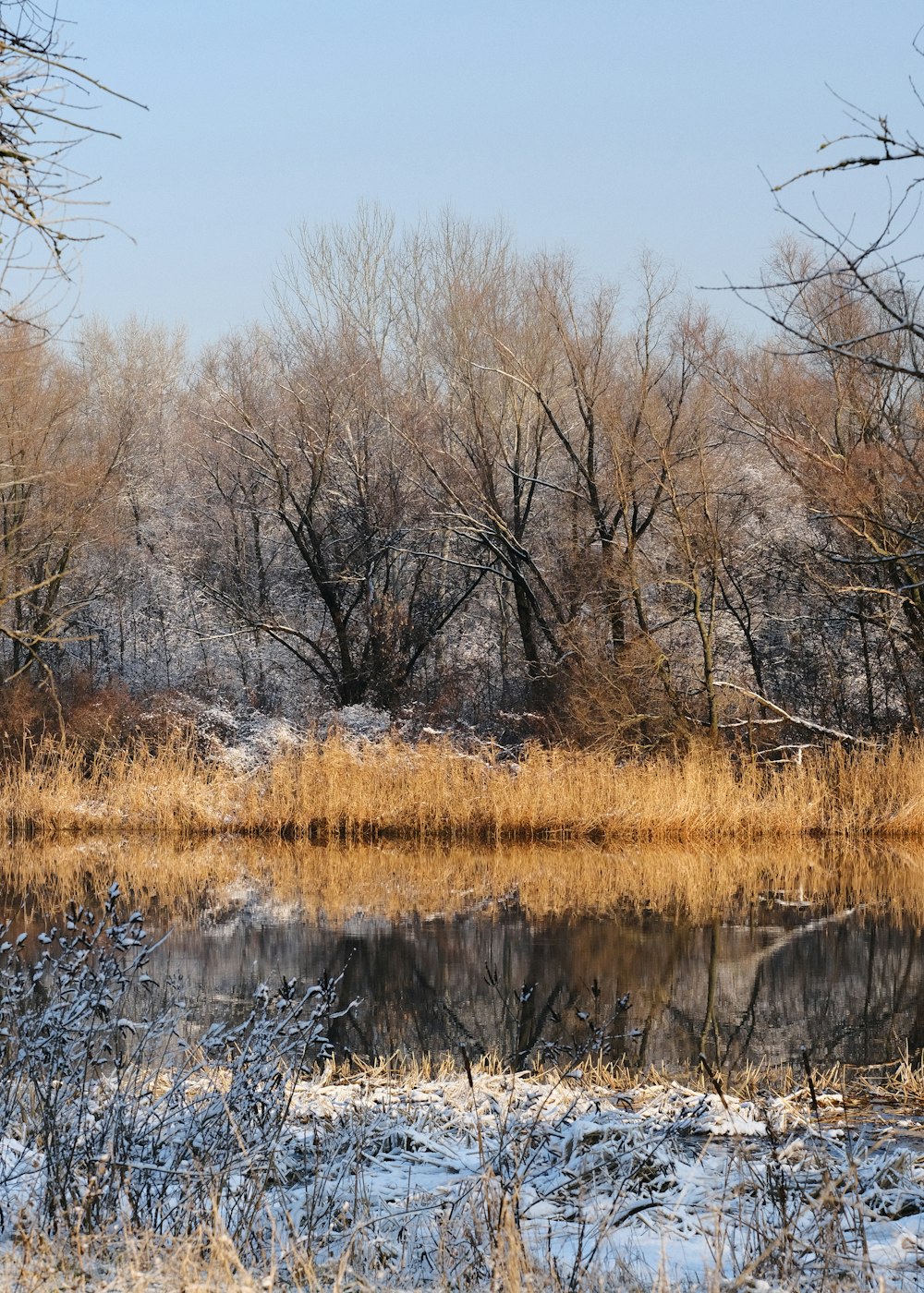 a pond surrounded by trees and snow covered ground