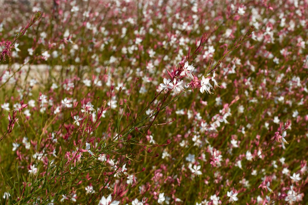 a field full of white and pink flowers