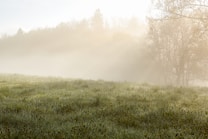 A misty meadow during early morning light, with dew-covered grass in the foreground and a soft haze obscuring trees in the background.
