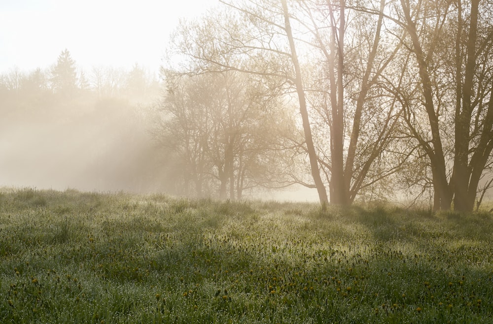 a grassy field with trees in the background