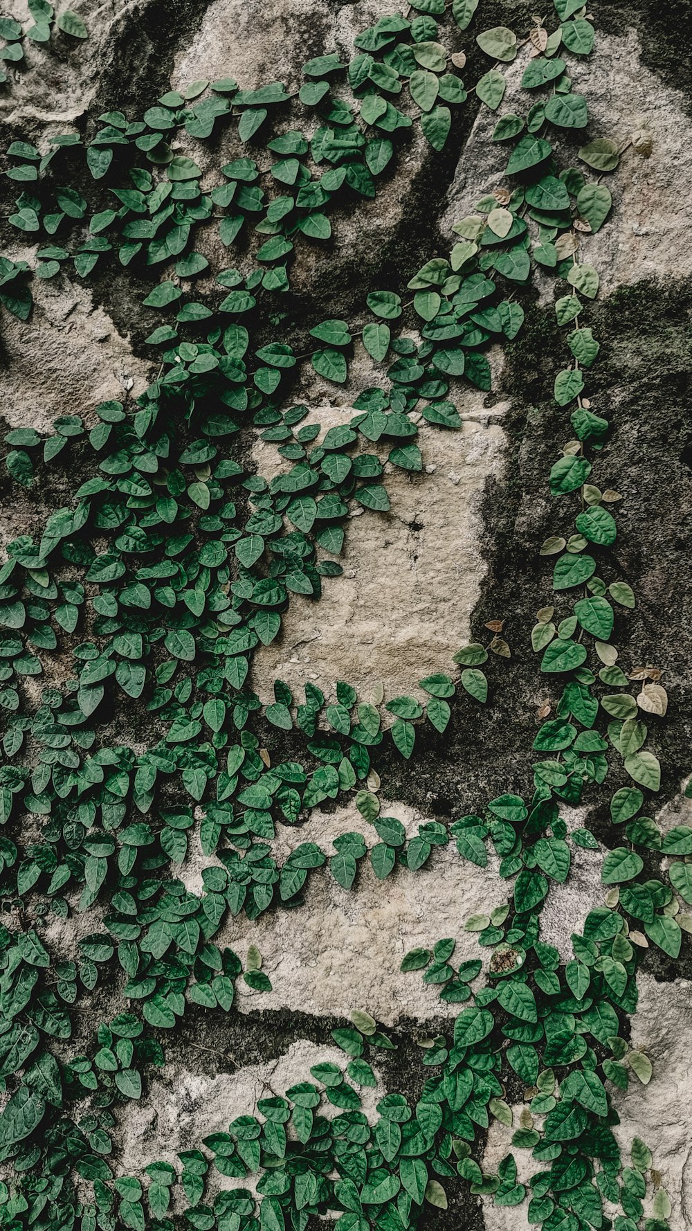 a close up of a plant growing on a rock