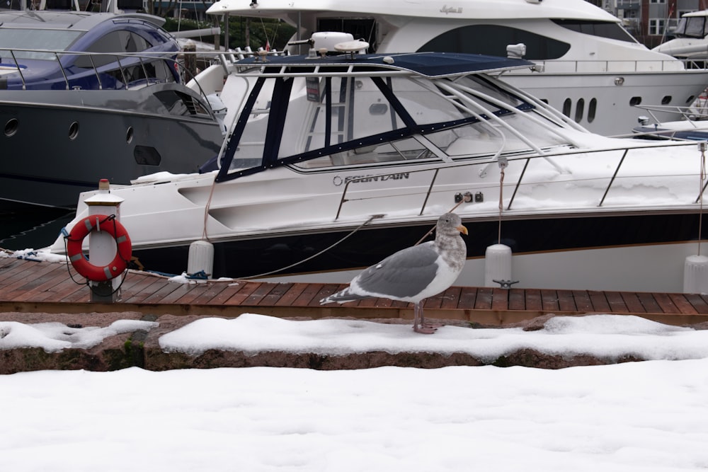 a seagull standing on a dock next to a boat