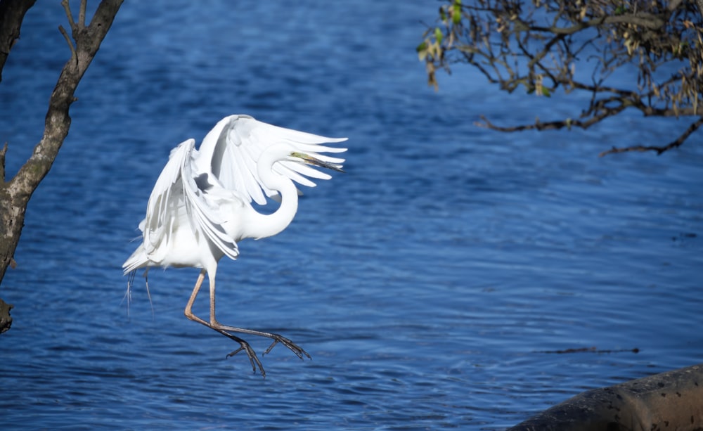 a white bird is standing on a branch in the water