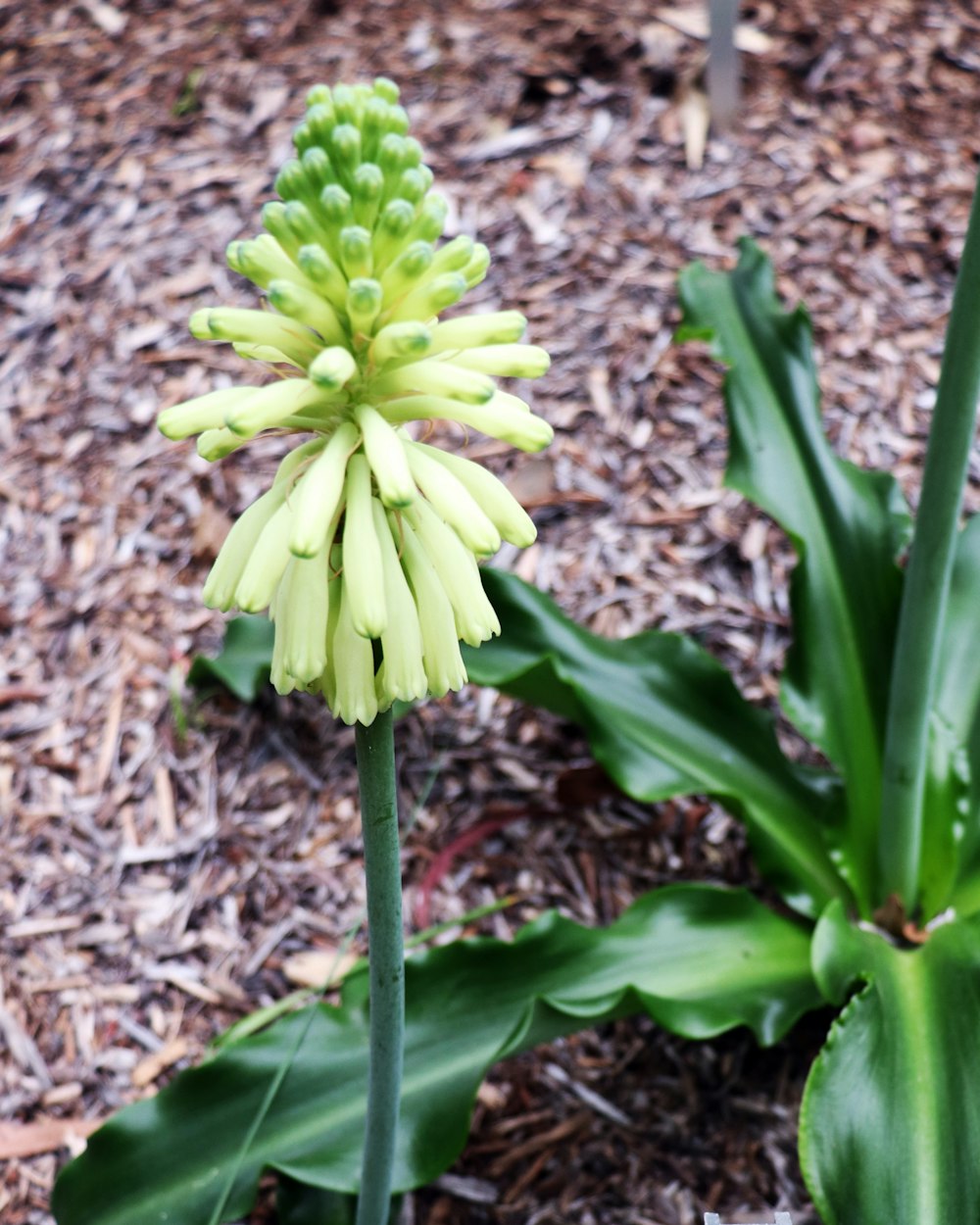 a green and yellow flower in a garden