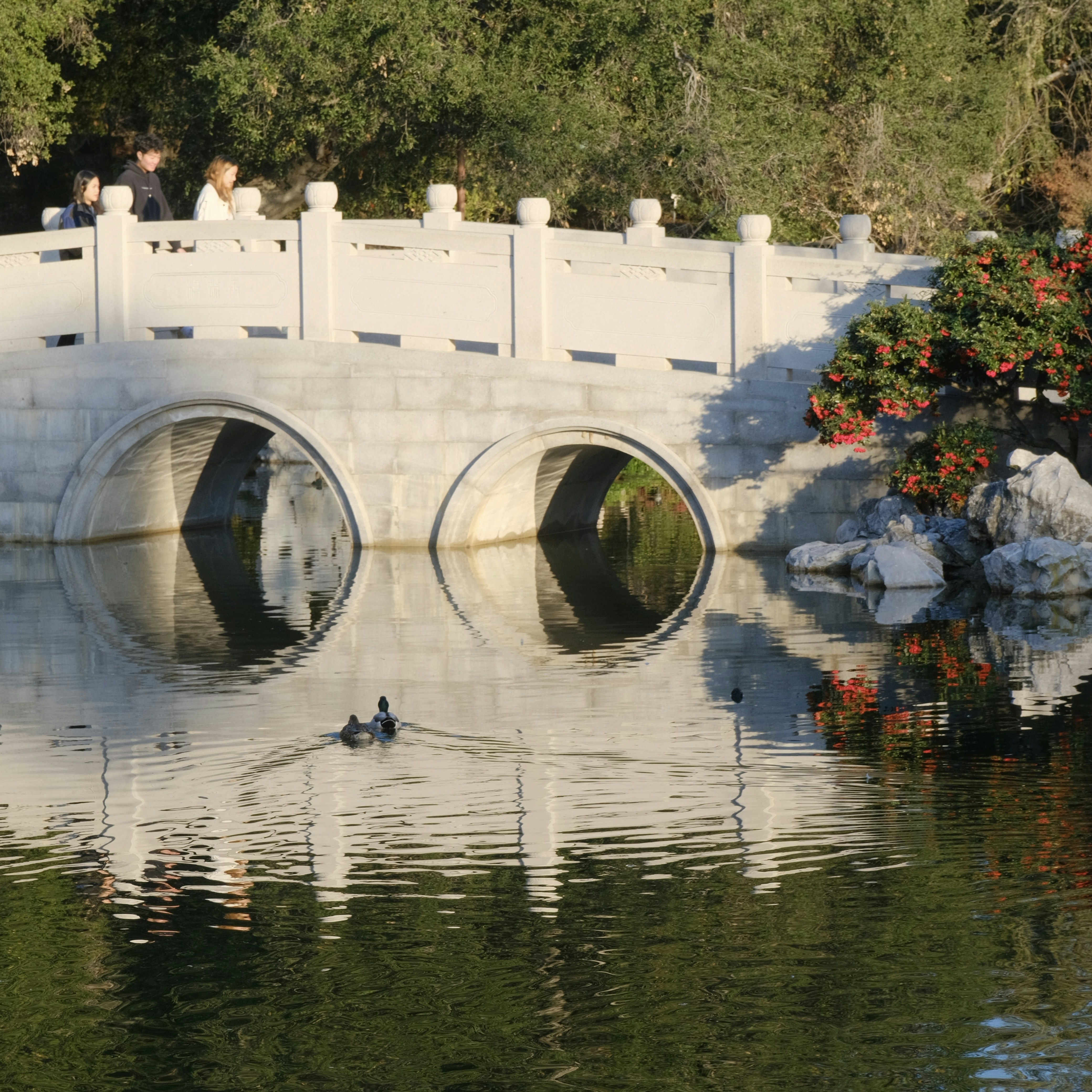 a couple of ducks floating on top of a body of water