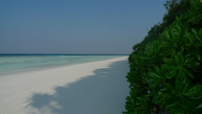 a white sandy beach next to a lush green bush