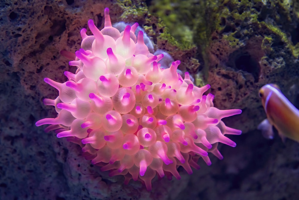 a close up of a pink and white sea anemone