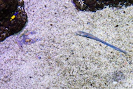 a fish swimming in the sand next to rocks