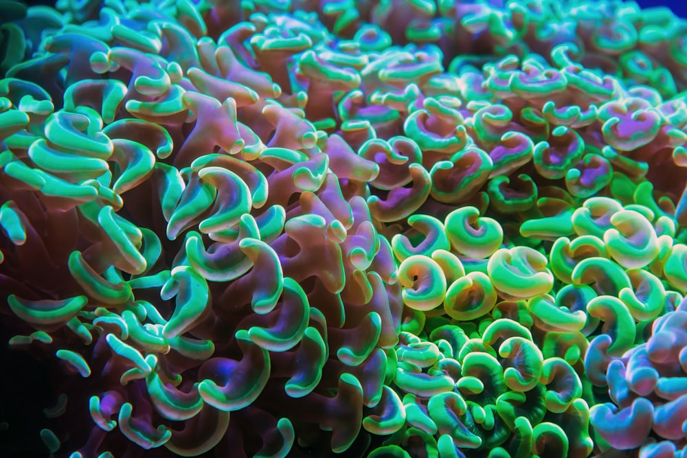a close up of a group of colorful corals