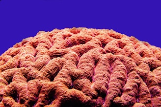 a close up of a coral with a blue background