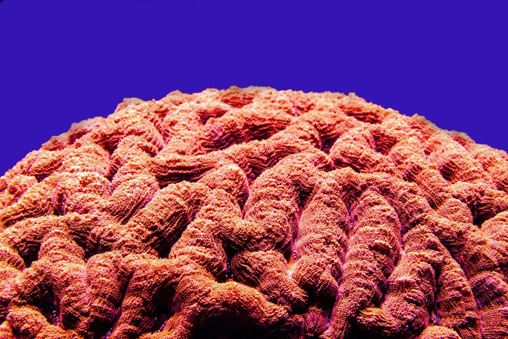 a close up of a coral with a blue background