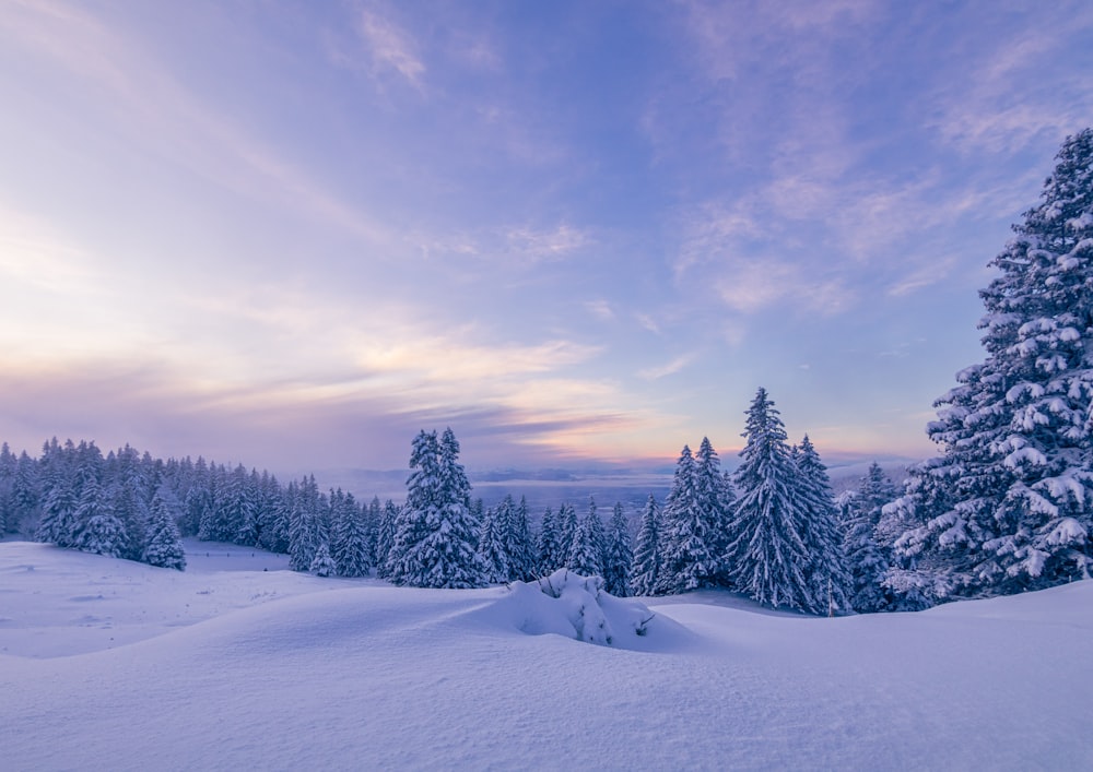 a snowy landscape with trees in the foreground