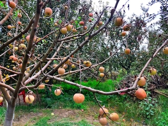 A tree in an orchard with branches extending outward, bearing numerous small apples at different stages of ripeness. The background is filled with more trees, and the ground is covered in grass, leaves, and a few fallen apples. The scene gives a sense of abundance and natural growth.