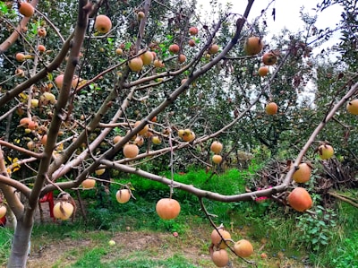A tree in an orchard with branches extending outward, bearing numerous small apples at different stages of ripeness. The background is filled with more trees, and the ground is covered in grass, leaves, and a few fallen apples. The scene gives a sense of abundance and natural growth.