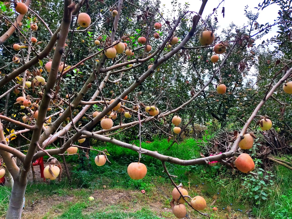 a bunch of fruit hanging from a tree