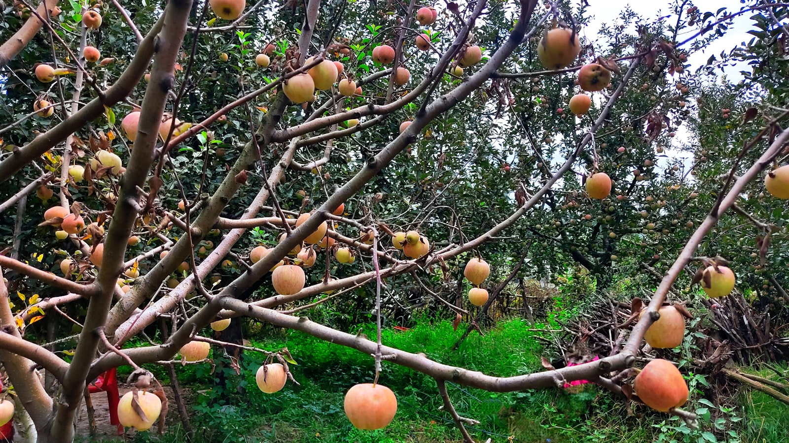4. Orchard Adventures Await: Expert Tips and Recommendations for Growing Fruit Trees in Illinois