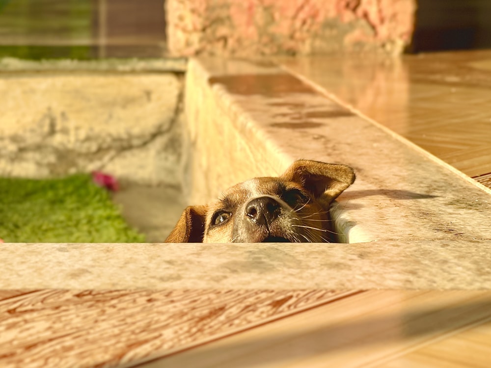 a dog peeking out from behind a ledge