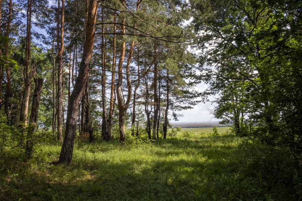 a forest with lots of trees and grass