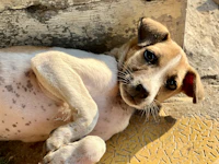 4-Day Itinerary for Navsari: A Day-by-Day Guide That Actually Works