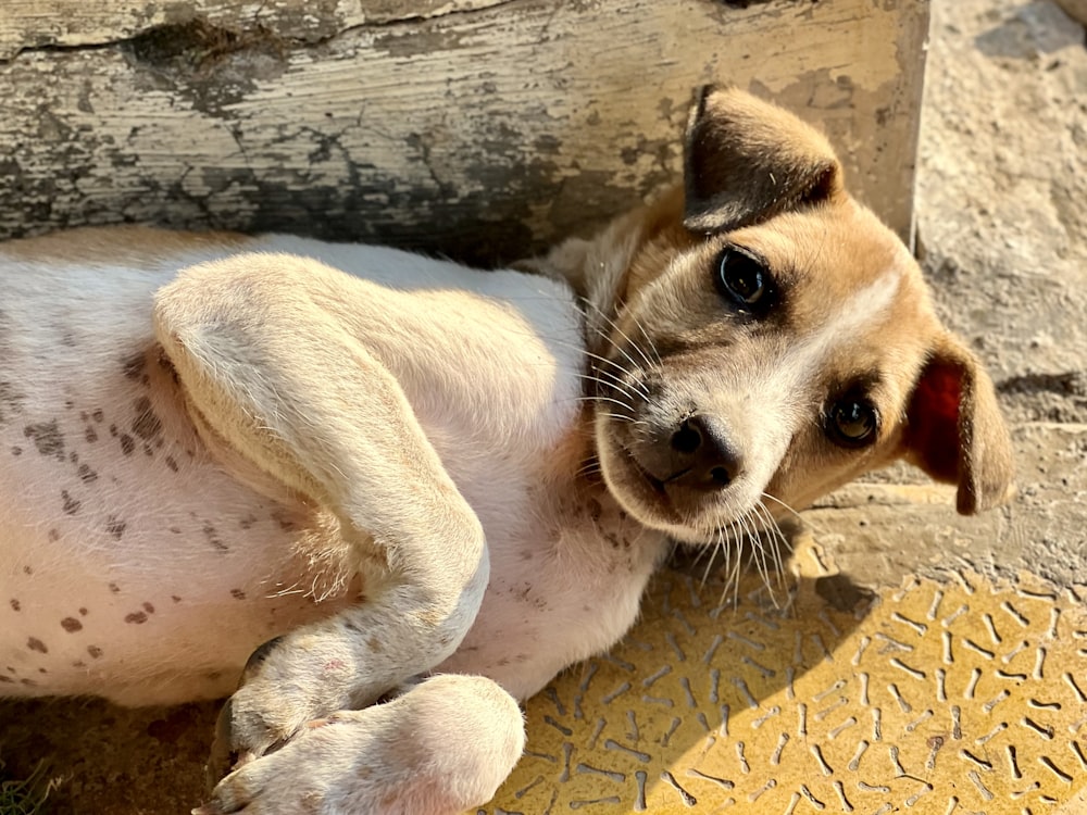 Un perro pequeño acostado encima de un piso de madera