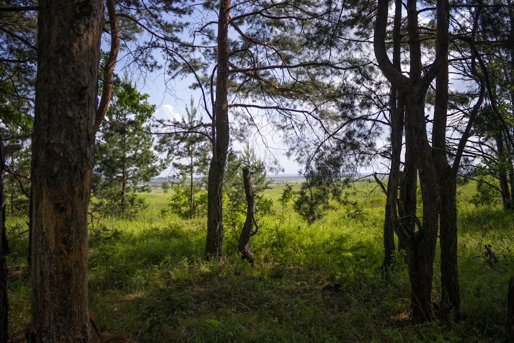 a view of a grassy field through some trees