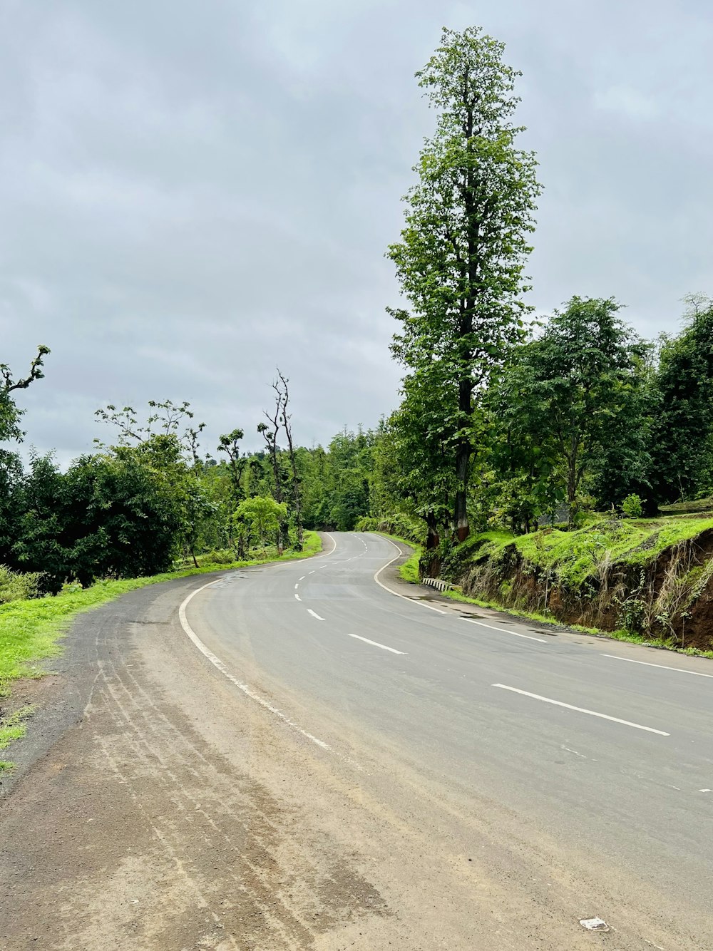 a curved road with trees on both sides