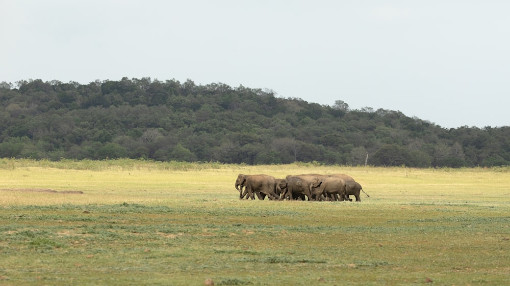 a herd of elephants walking across a lush green field