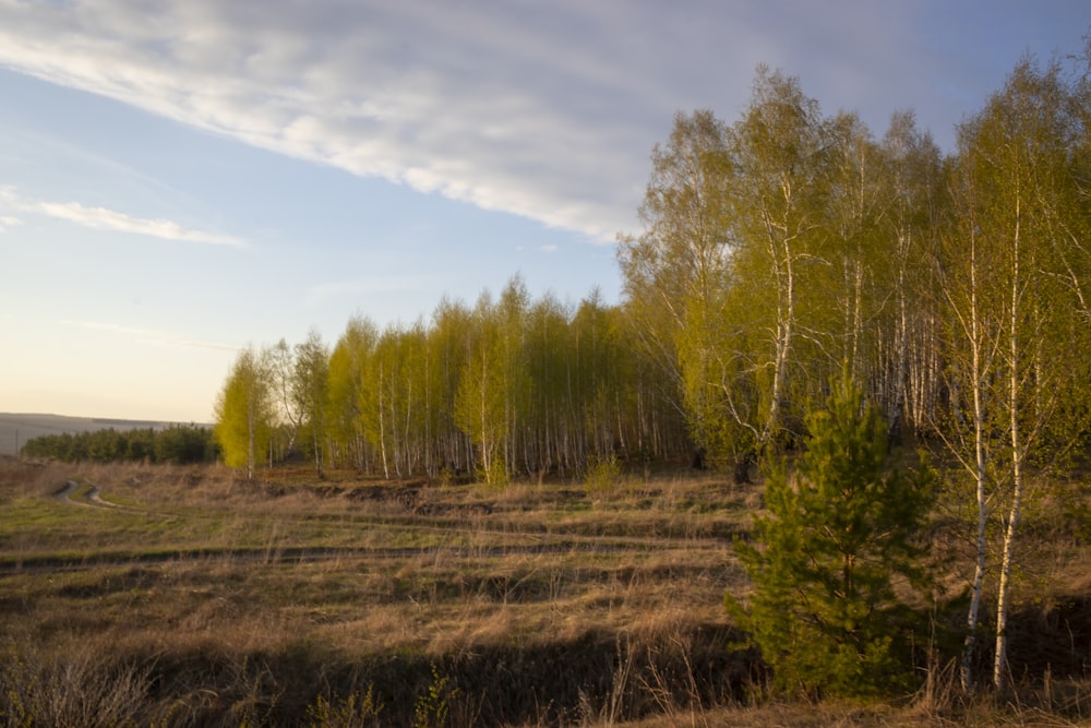 a field with trees and grass in the foreground