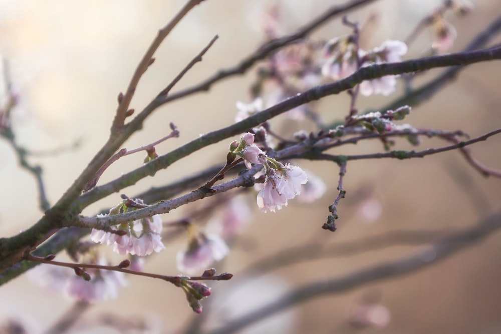 a close up of a tree with pink flowers