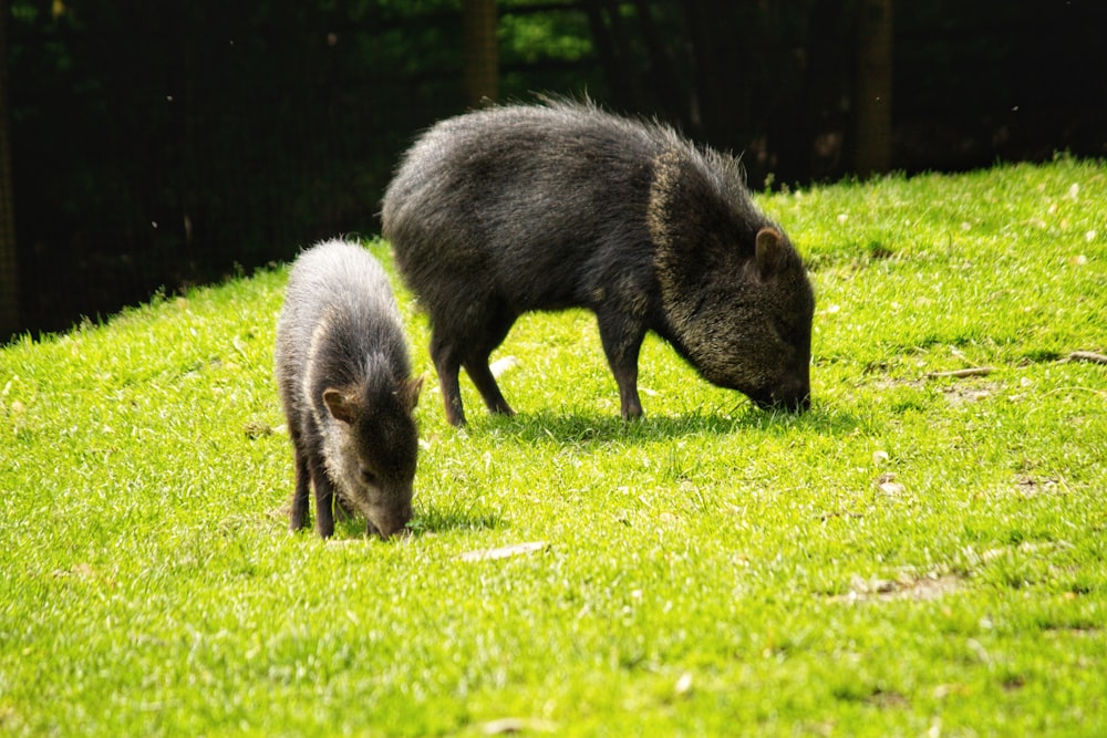 a couple of animals that are standing in the grass