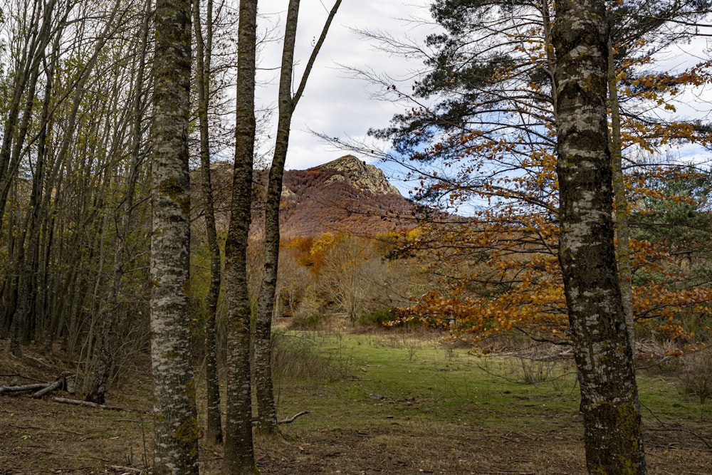 a wooded area with trees and a mountain in the background