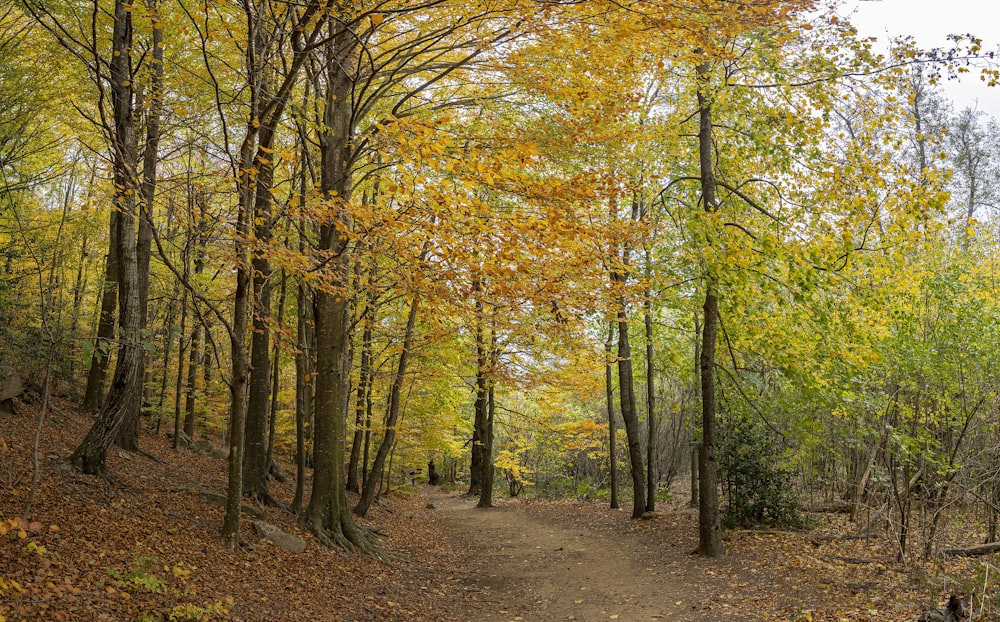 a trail in the woods with lots of trees