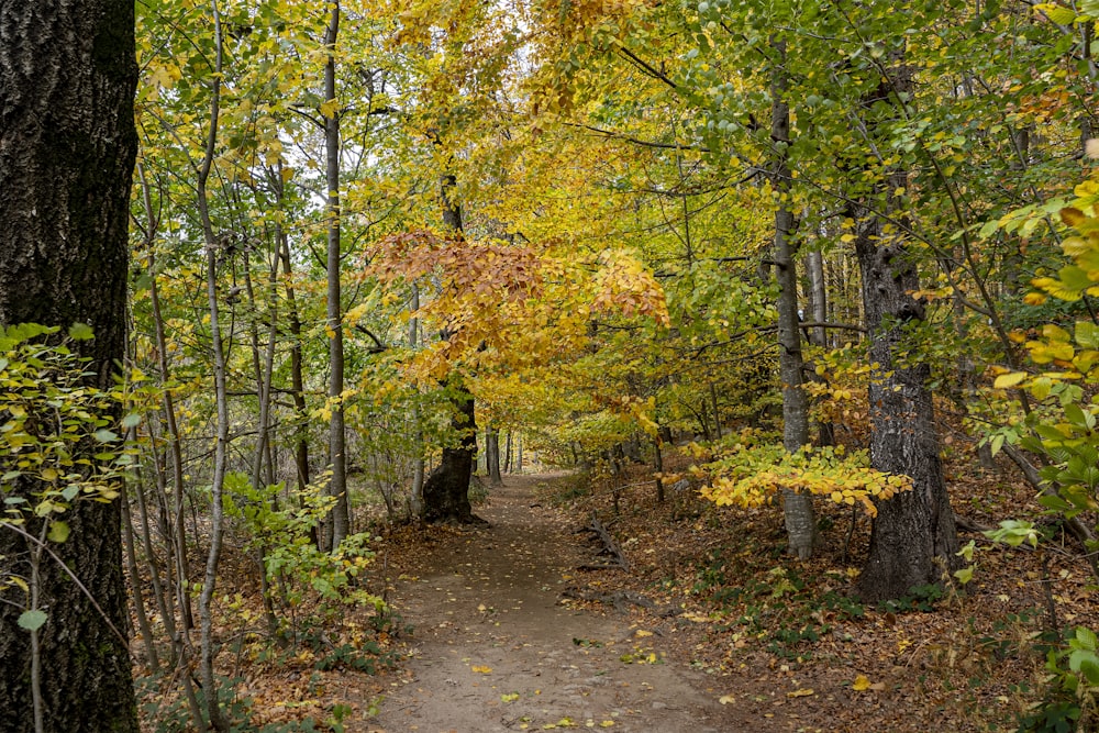 a trail in the woods with lots of trees