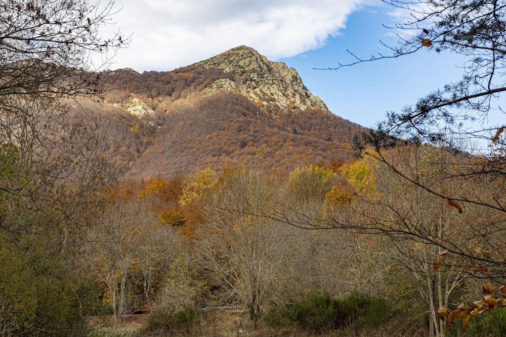 a view of a mountain with trees in the foreground