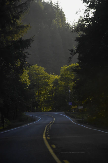 A winding road through lush green forests, perfect for a scenic mobilhome journey