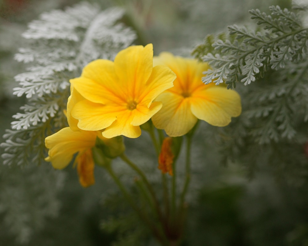 a close up of two yellow flowers on a plant