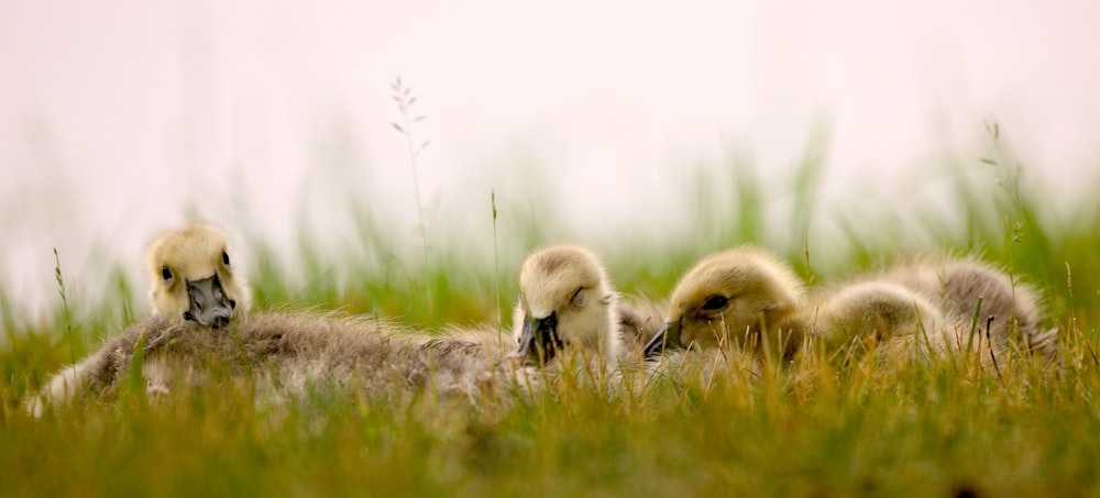 a group of baby birds sitting on top of a lush green field