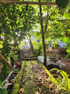 Pathway with moss and stains removed, showcasing the restoration of outdoor surfaces.