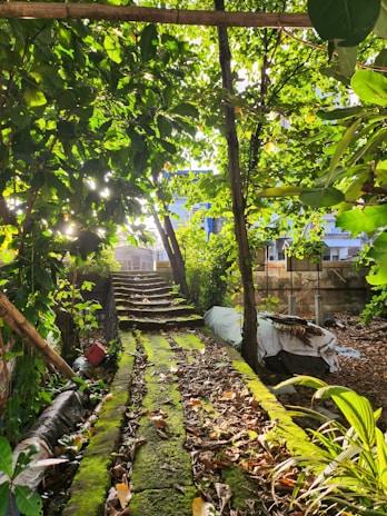 Pathway with moss and stains removed, showcasing the restoration of outdoor surfaces.