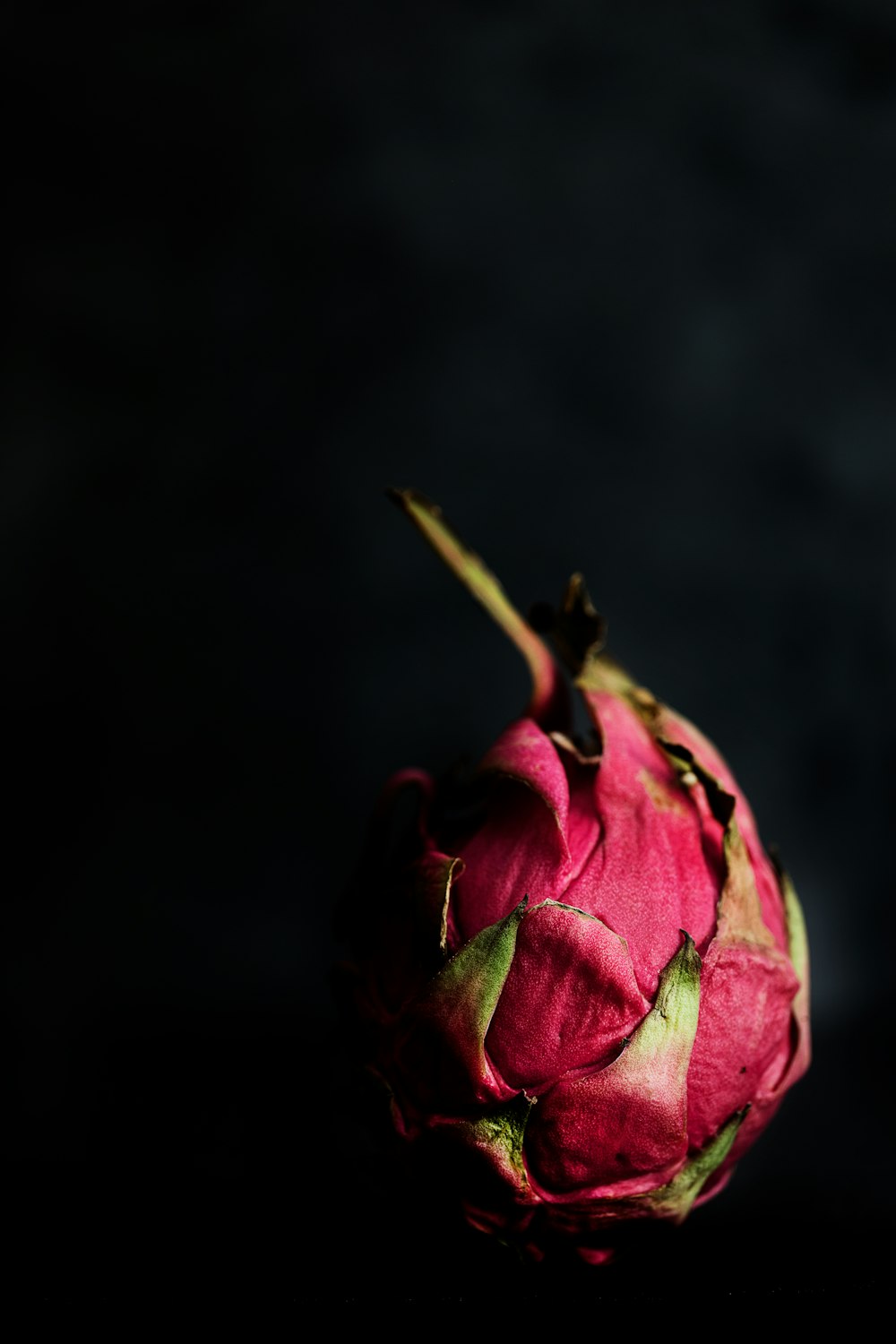 Un primer plano de una flor rosa sobre un fondo negro