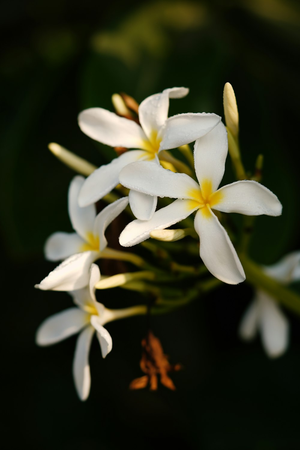 a bunch of white flowers with yellow centers