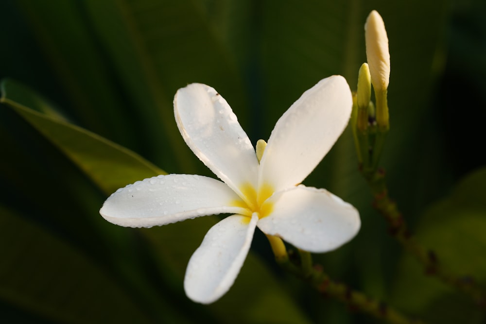 a white flower with yellow center surrounded by green leaves