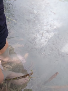 A cluster of healthy leeches in a clear water tank with pebbles