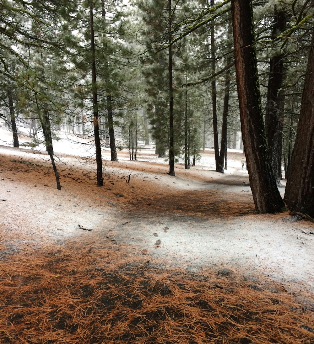 a path through a snowy forest with lots of trees