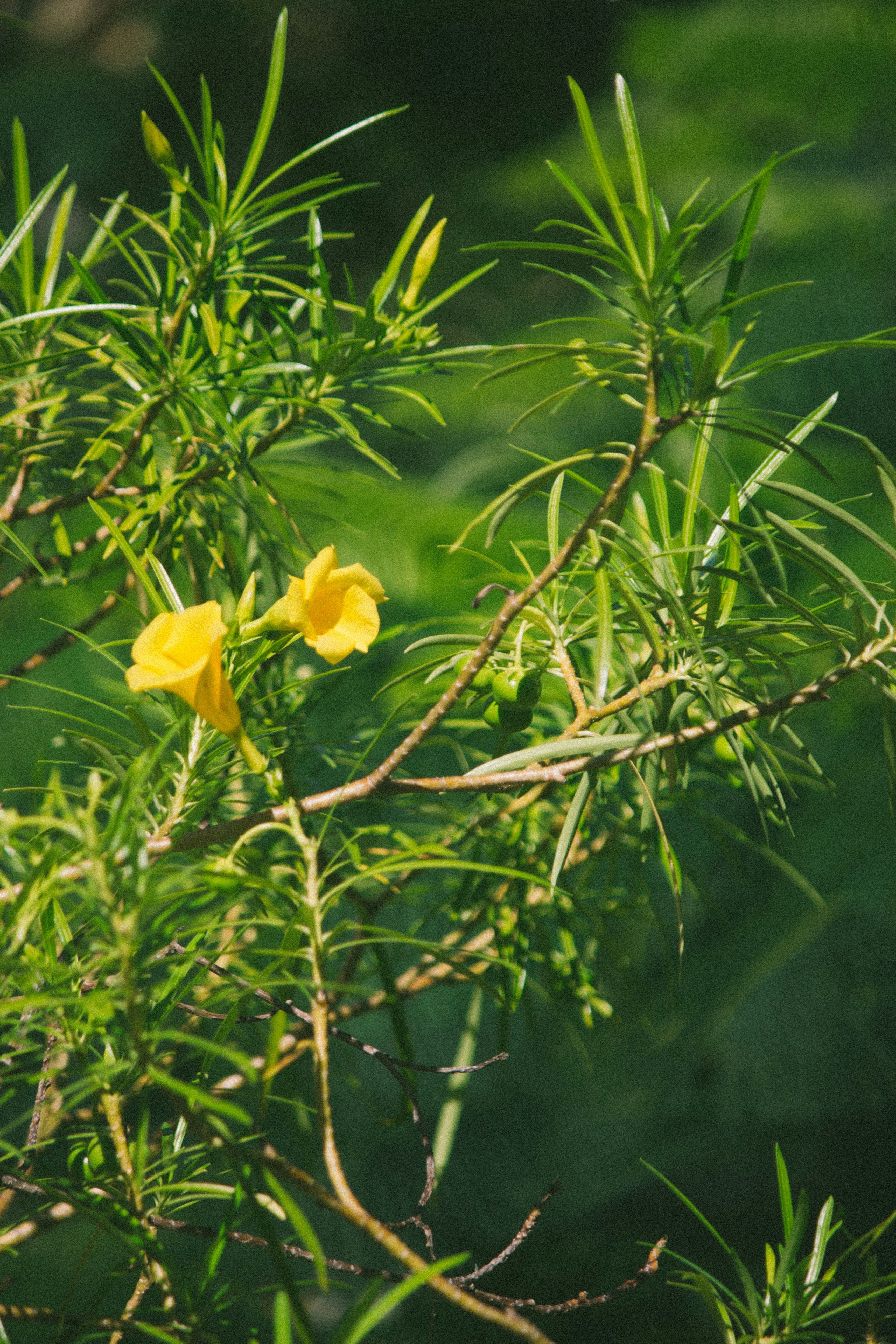 a yellow flower that is growing on a tree