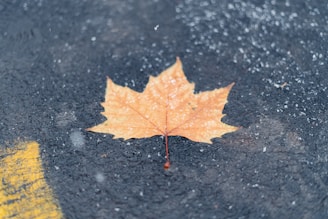 A single maple leaf lies on wet asphalt, surrounded by scattered snowflakes. The surface is dark and textured, and there is a hint of a yellow line nearby, possibly from a road marking.