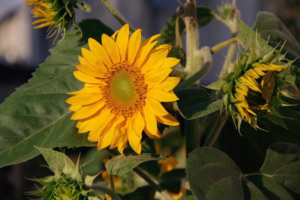 Un grand tournesol fleurit dans un jardin